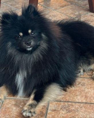 Spitz di Pomerania
