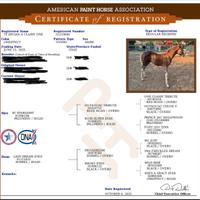 Puledra Paint Horses