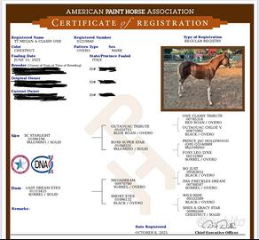 Puledra Paint Horses