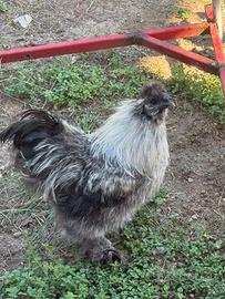 Gallo moroseta