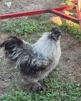 Gallo moroseta