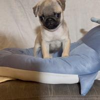 Carlino- cucciolo Allevamento ENCI-FCI