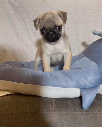 Carlino- cucciolo Allevamento ENCI-FCI