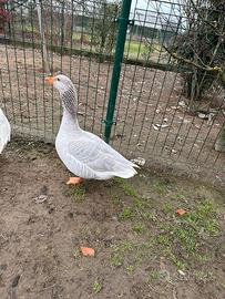 Coppia Oche Franconia