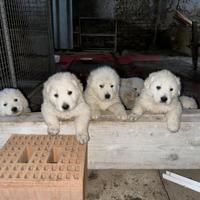 Pastore Maremmano Abruzzese