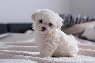 Maltese Mini Toy