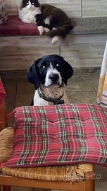 Adozione consapevole per Trilli,solo famiglieserie