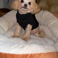 Barboncino toy /mini toy