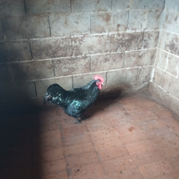 Gallo