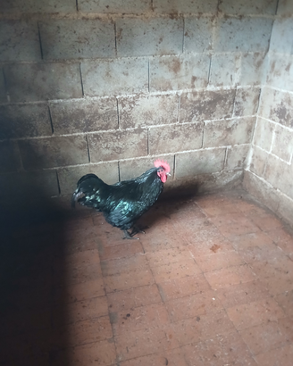 Gallo