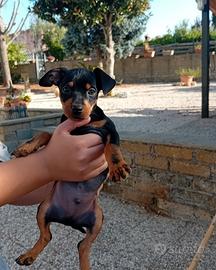 Pincher Toy