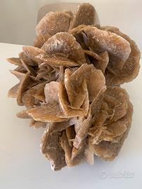 Rosa del Deserto Enorme