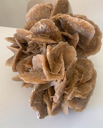 Rosa del Deserto Enorme