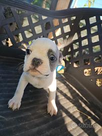Bulldog francese bianca e blu