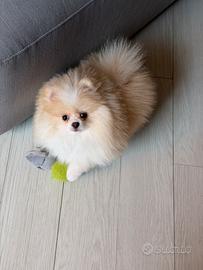 Spitz tedesco
