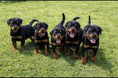 Cuccioli Rottweiler