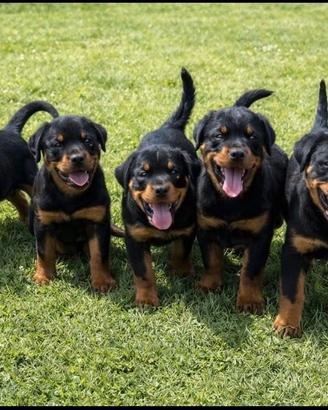 Cuccioli Rottweiler