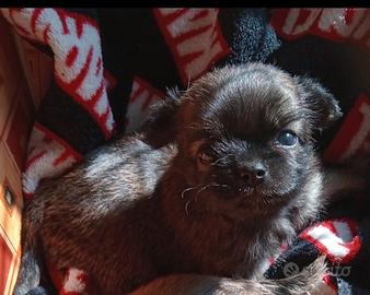 Chihuahua pelo lungo cuccioli