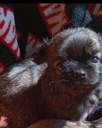 Chihuahua pelo lungo cuccioli
