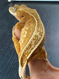 Geco Ciliatus baby Femmina