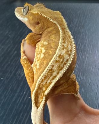 Geco Ciliatus baby Femmina