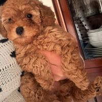 Barboncina cucciola toy