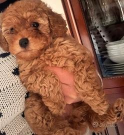 Barboncina cucciola toy