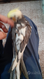 Due calopsite allevate a mano