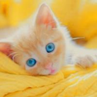 Ultima gattina Rossa mix