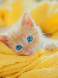 Ultima gattina Rossa mix