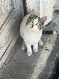 Gattini e mamma gatta