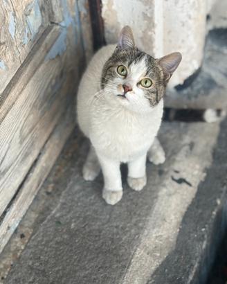Gattini e mamma gatta