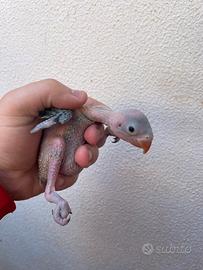 Pulli di parrocchetto dal collare