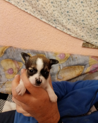 Vendita cuccioli