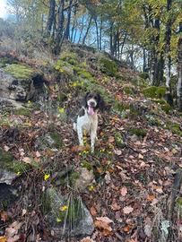 springer spaniel