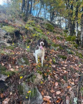springer spaniel
