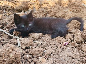 Cuccilo di gatto