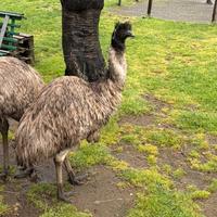 Emu femmina