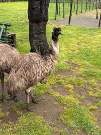Emu femmina