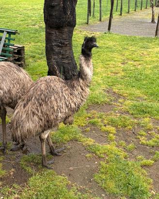Emu femmina