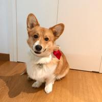 Corgi maschio disponibile per accoppiamento