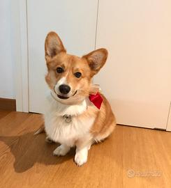 Corgi maschio disponibile per accoppiamento