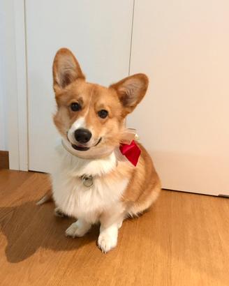 Corgi maschio disponibile per accoppiamento