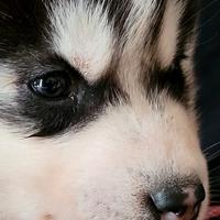 Siberian husky maschietti con pedigree