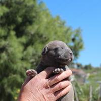 Cuccioli pitbull