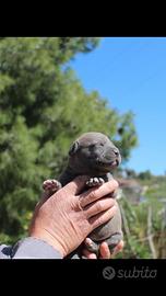 Cuccioli pitbull