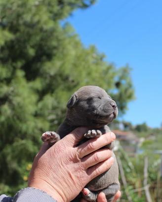 Cuccioli pitbull