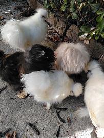Galli e galline