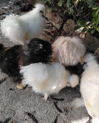 Galli e galline