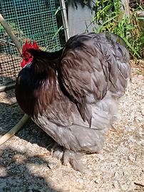 Gallo cocincina nana